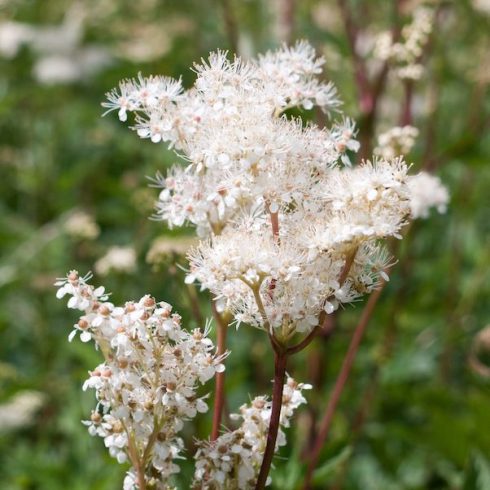 towering white flowers in sunlight and grass meadow Spiraea alba meadowsweet