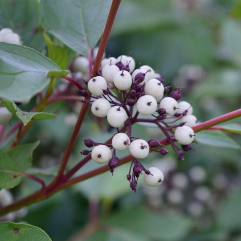 Red osier dogwood (Cornus sericea (stolonifera)) berries, leaves and twigs