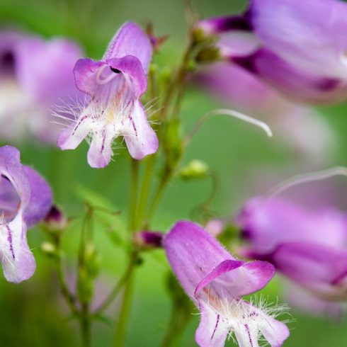 purple hairy beard-tongue flowers