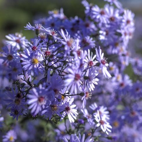 heart-leaved aster plant