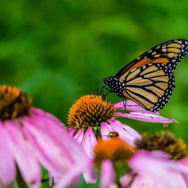 Native Canadian Plants to Grow by Province