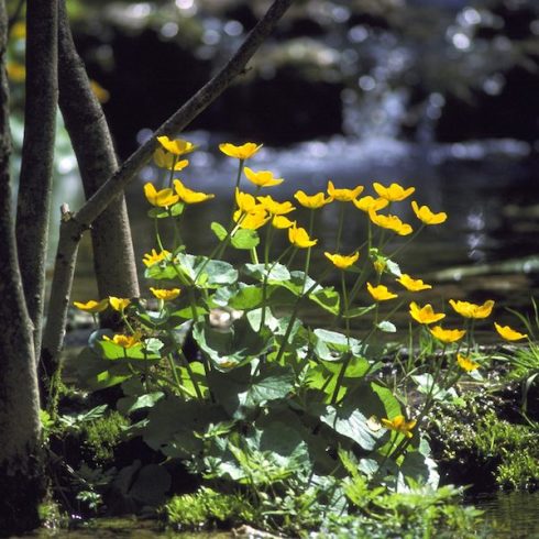 yellow-flower marsh marigold in forest
