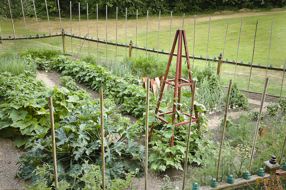 Vegetable garden framed by fence with bamboo poles as deer deterrent
