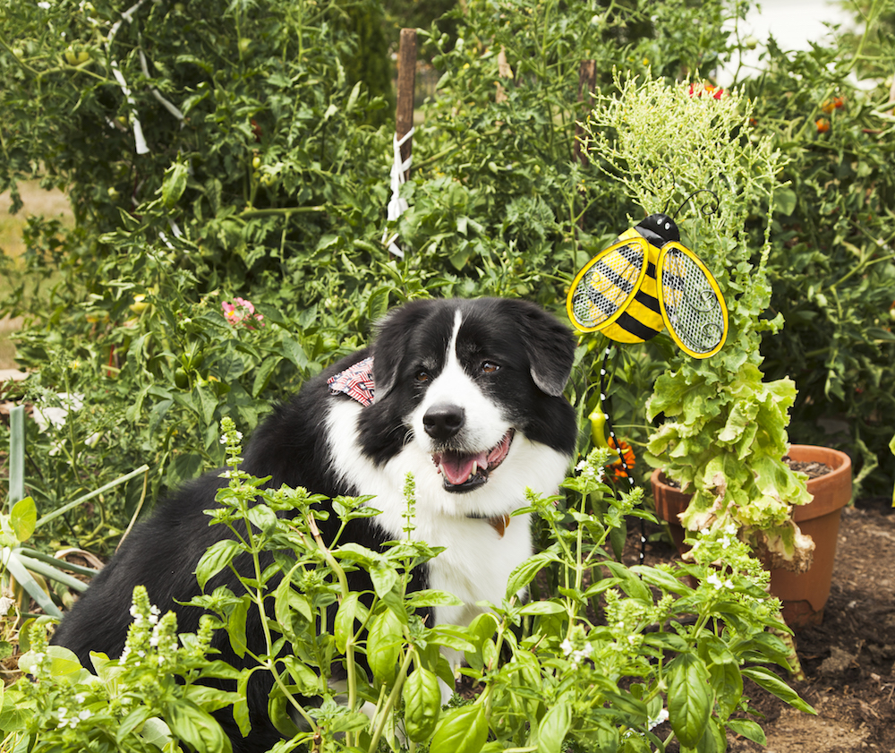 dog in green garden