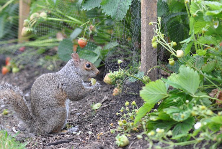 From Squirrels to Bugs 15 Natural Repellents for Every Pest