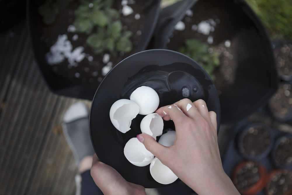 person using leftover egg shells to fertilise potted potato plants