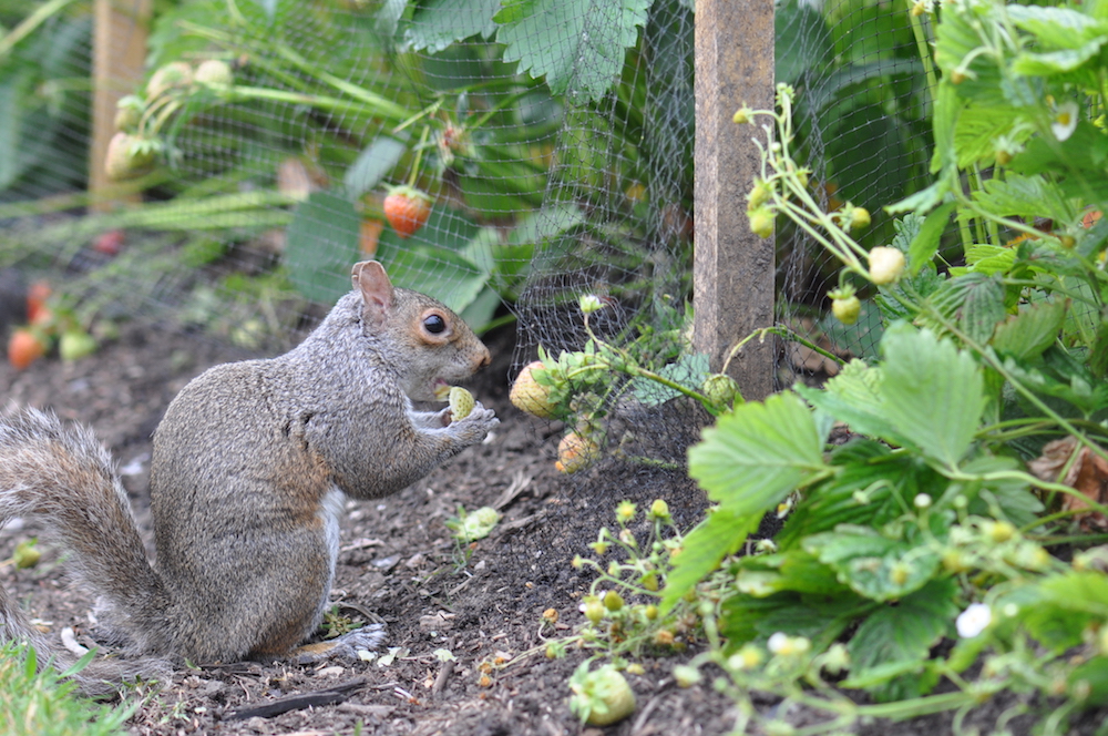 squirrel eating strawberries in garden