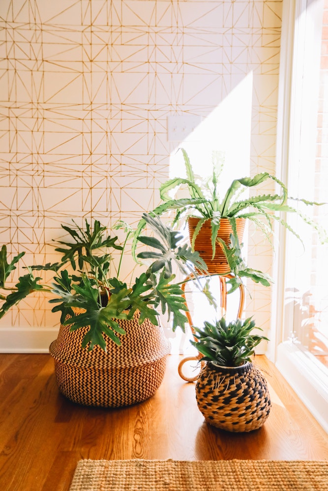 three green indoor plants in woven planters