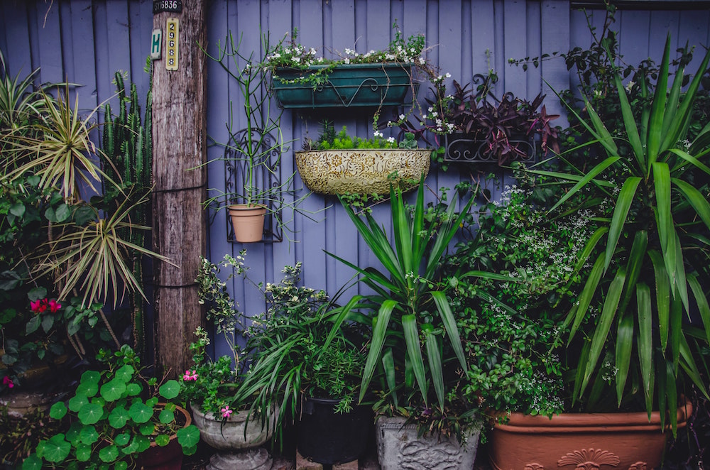 Buy Plants, Seeds, Pots, Garden Decor @ lowest price — Nurserylive
