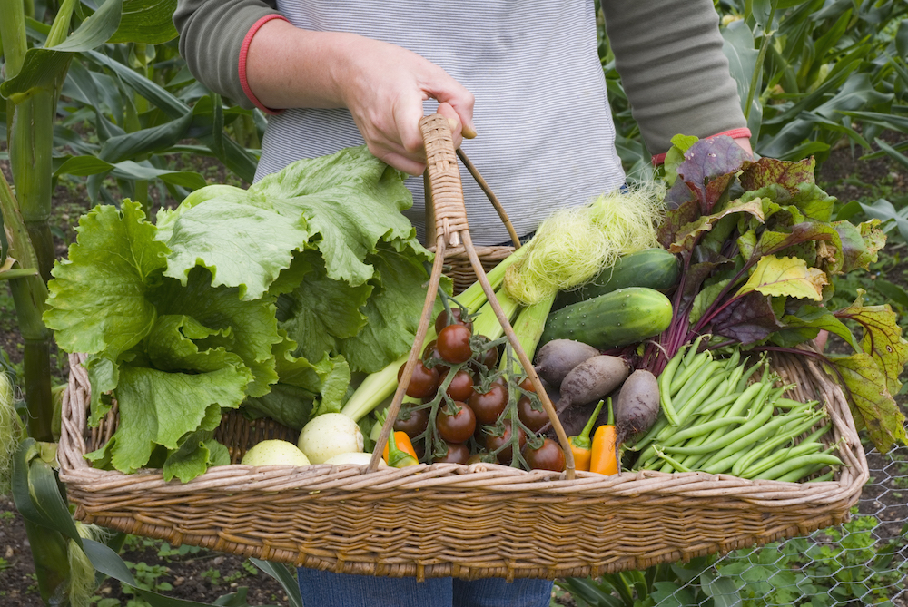 person holding basket of harvested vegetables