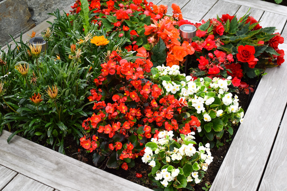 flower bed with colourful begonias