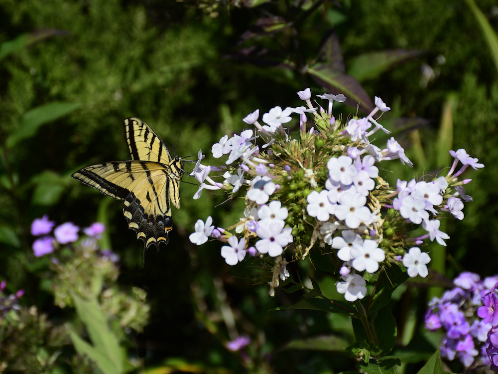 butterfly in flower bed