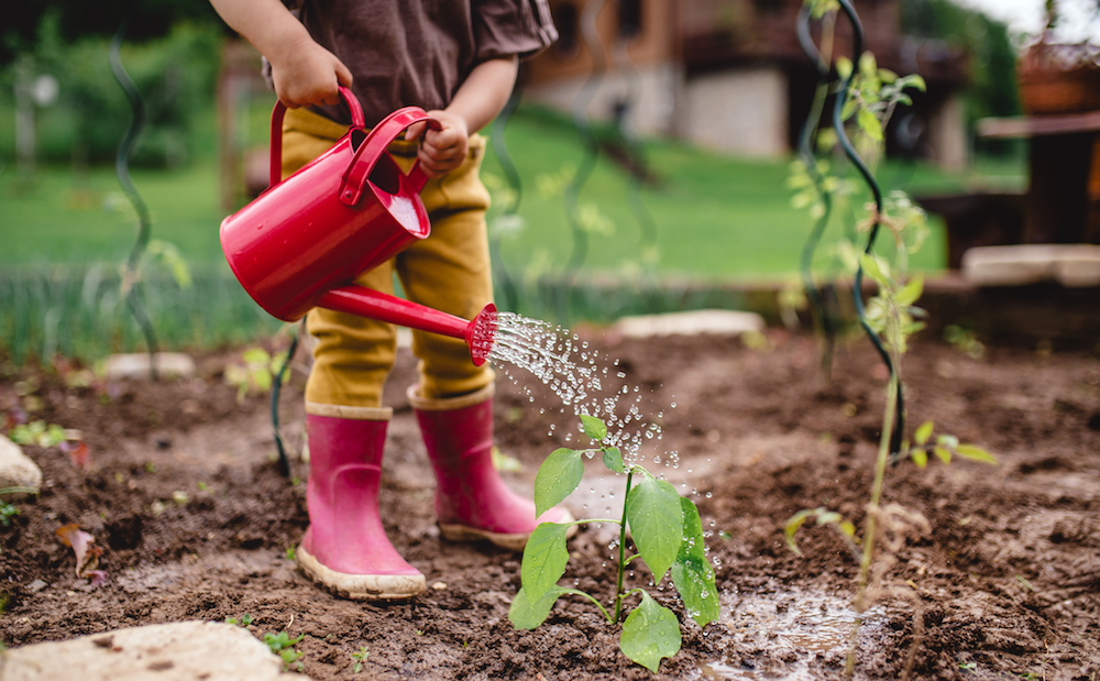 toddler watering garden with red watering can