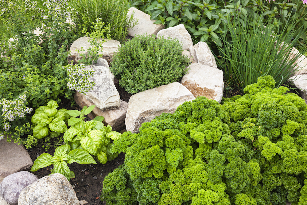 green herb garden with rocks
