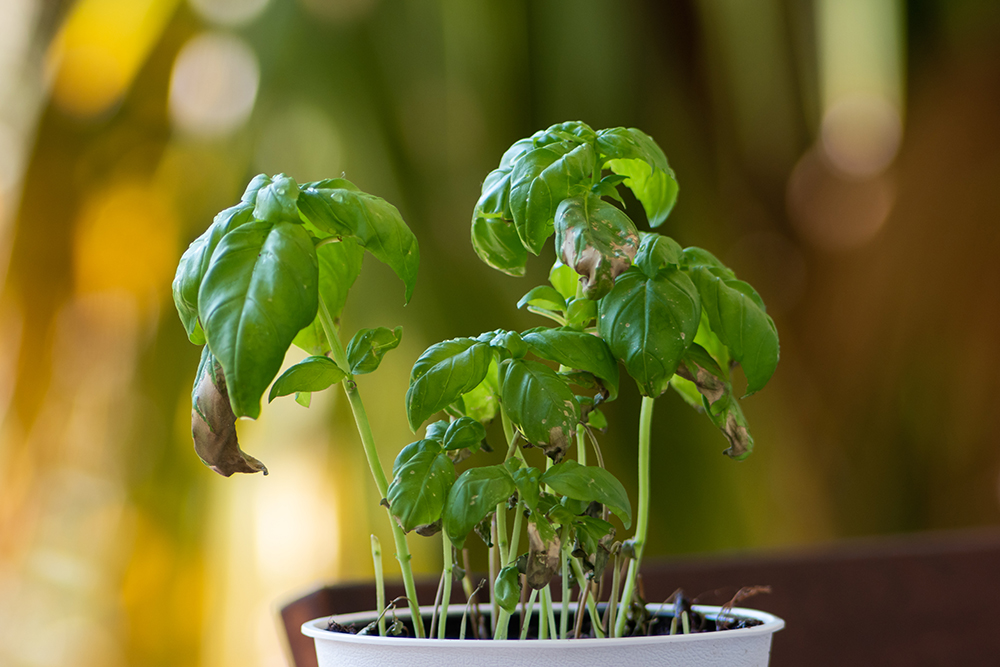 Potted basil plant with browning leaves