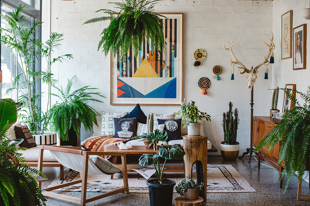 Boho living room with ferns and monsteras around.