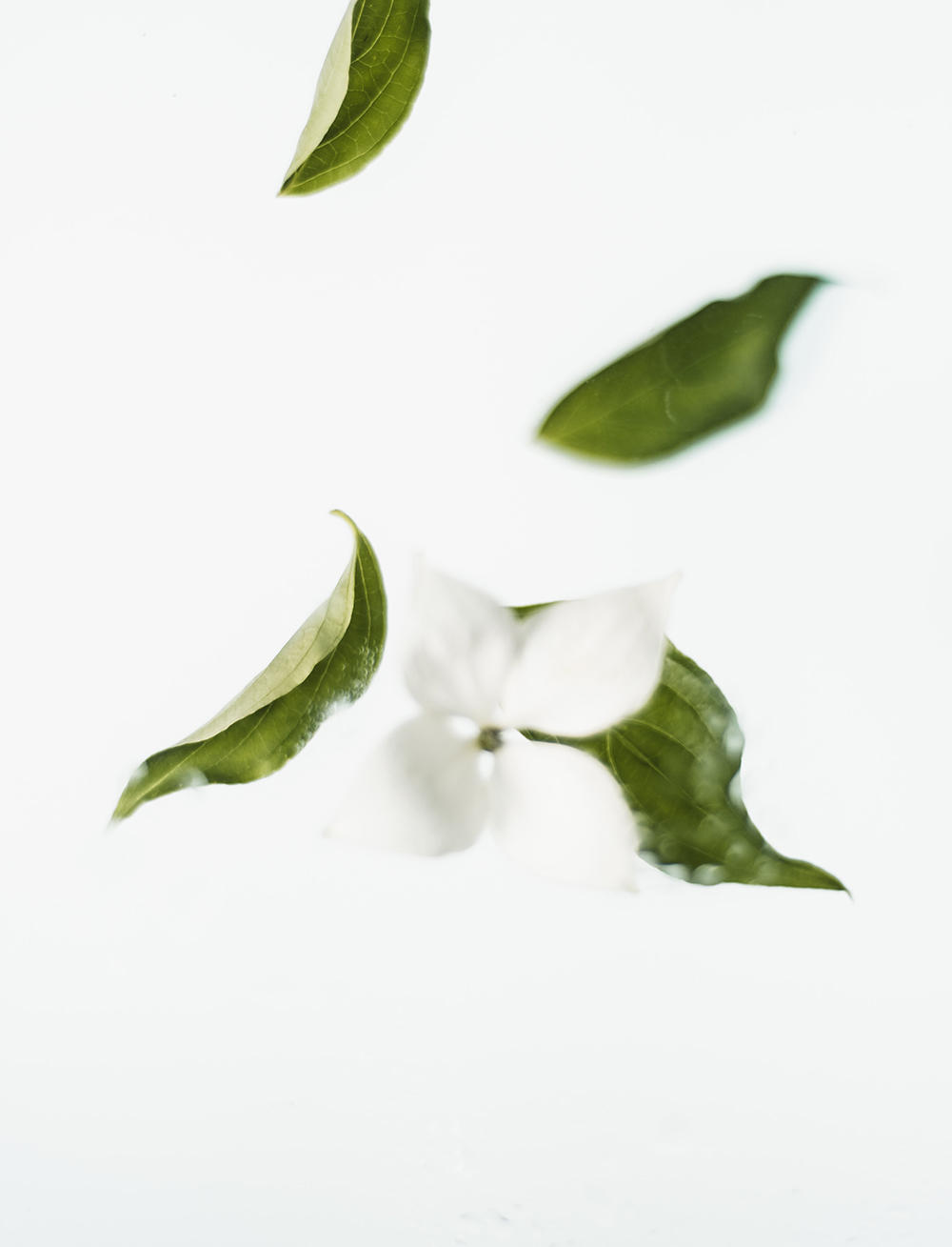 Falling green leaves and white flowers on a white background