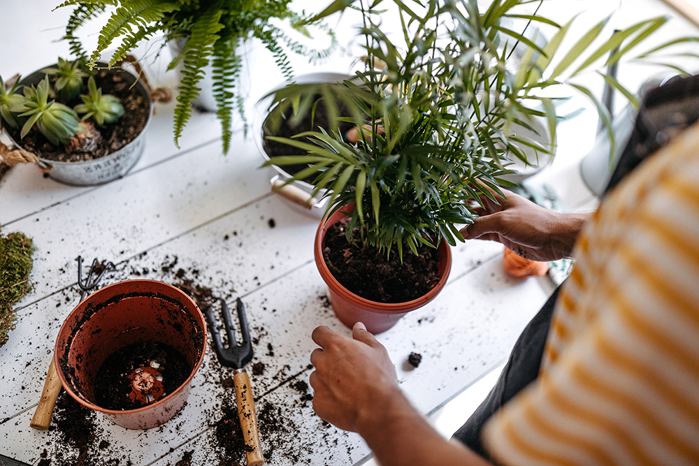 A gardener repotting a plant on a white wooden table
