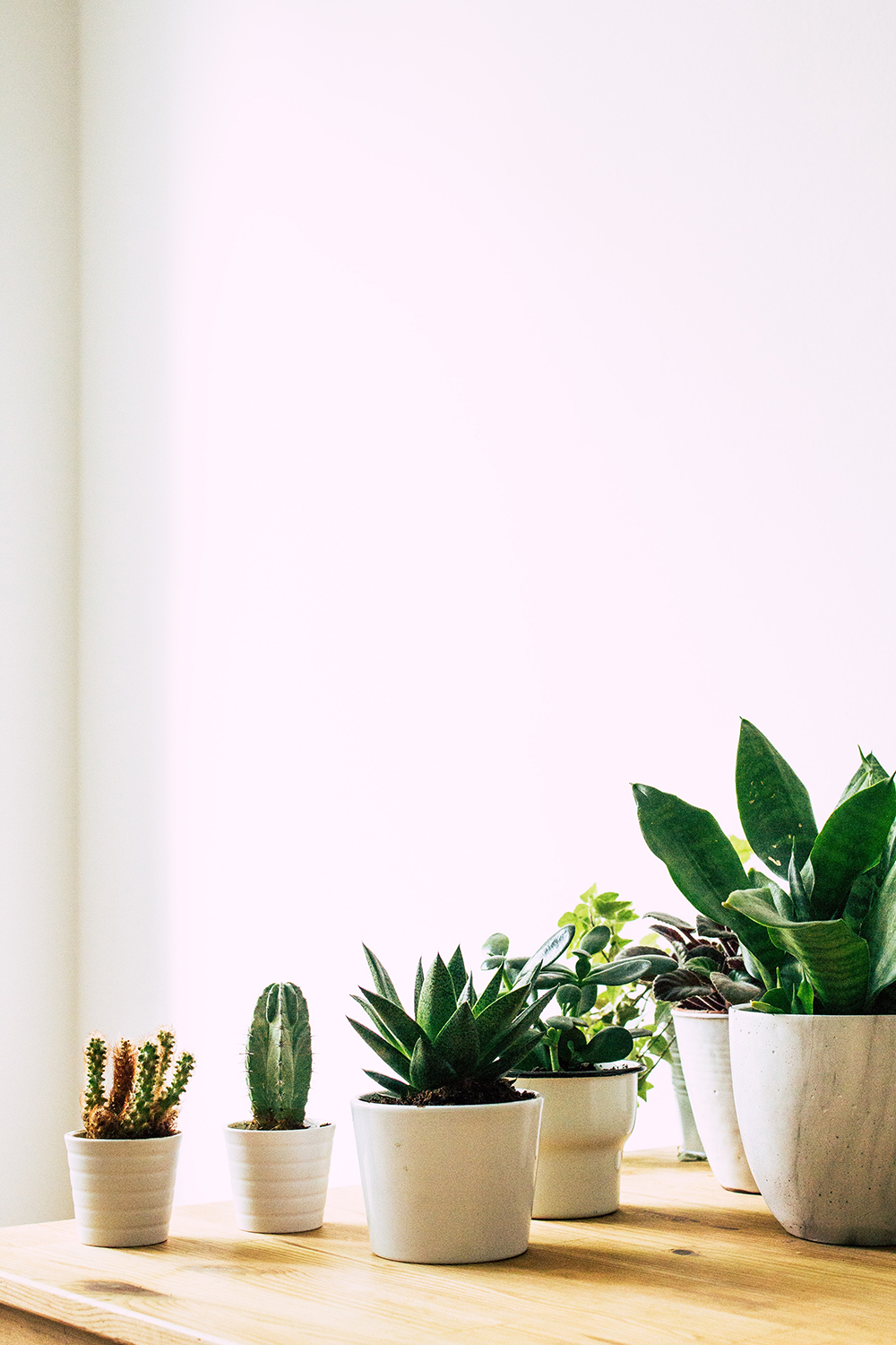 Six succulents and cacti in white pots on a light wooden table in front of a white wall.