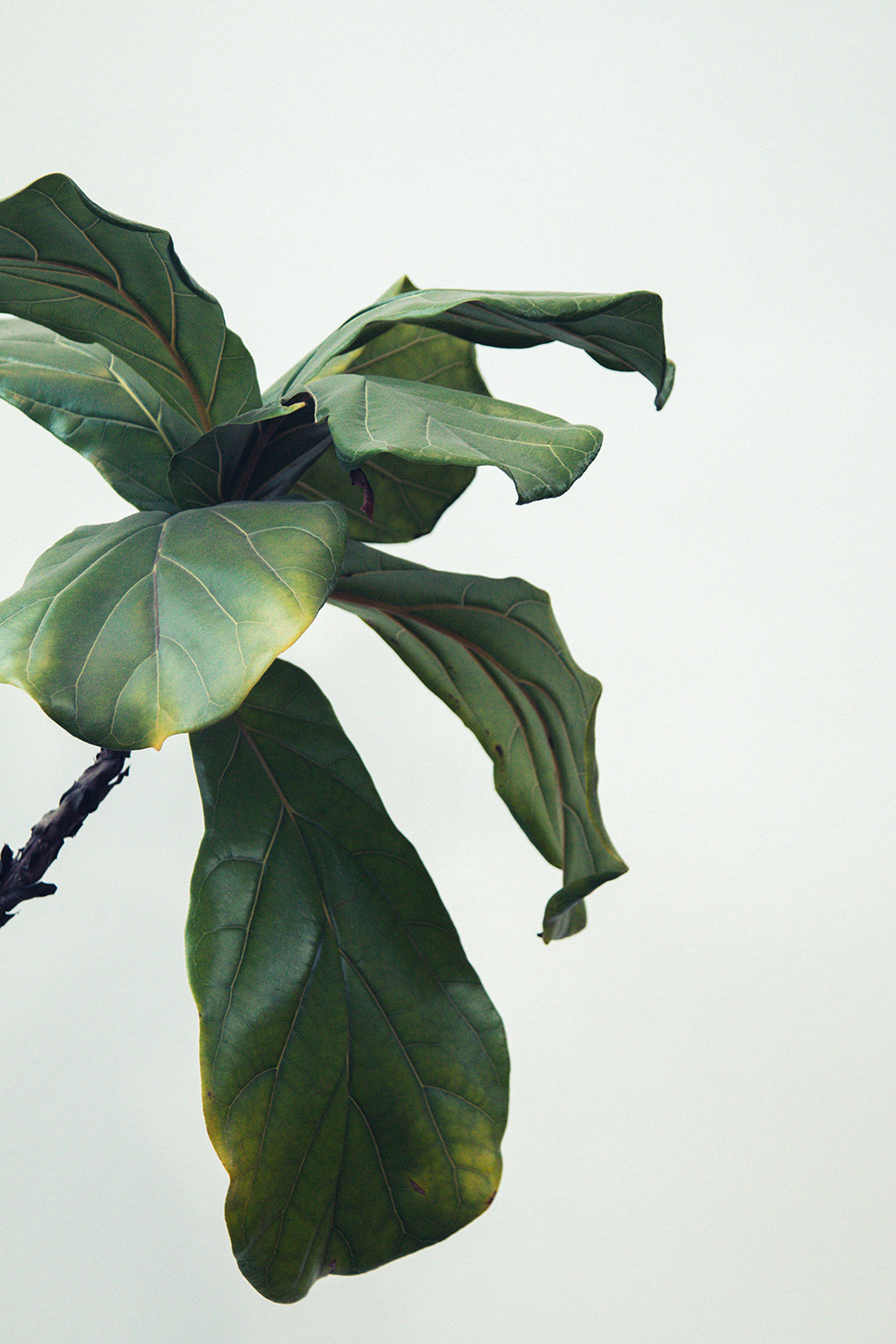 Closeup of fiddle leaf fig with leaves that are yellowing slightly