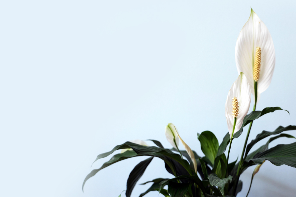 a healthy peace lily plant