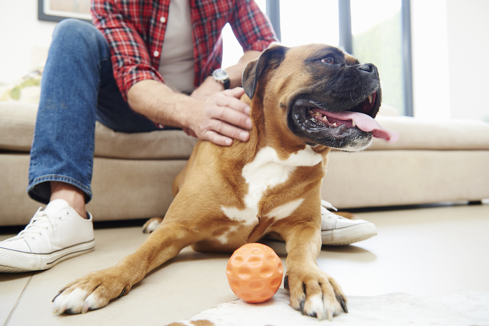 man on sofa petting and playing with big dog with orange ball