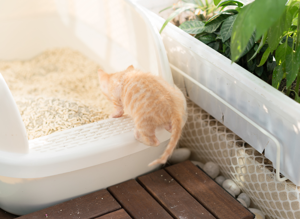orange kitten on white plastic litter box