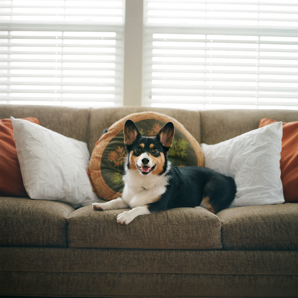smiling Welsh Corgi dog relaxes on a couch indoors in soft morning light