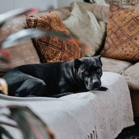 black dog on couch with blanket and throw pillows