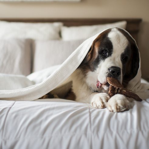 St. Bernard dog lays under blanket on white bed chewing toy at home