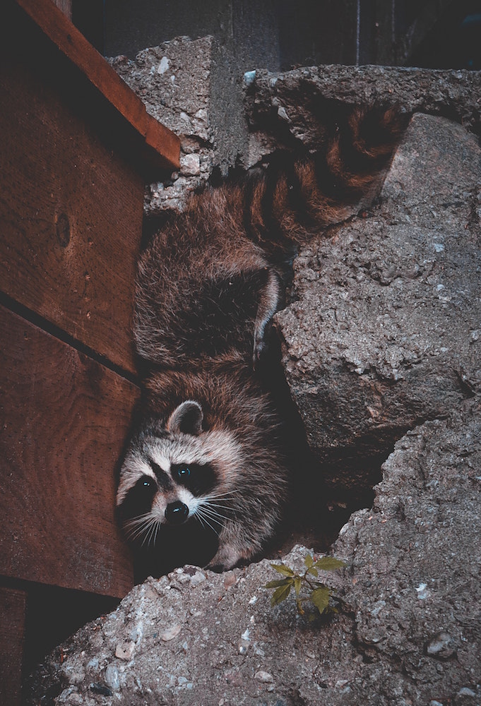 raccoon burrowing between wood and rocks