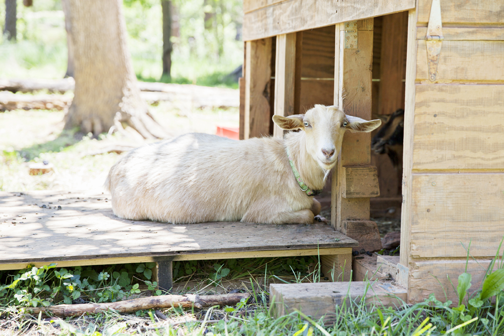 A goat relaxes on the ramp leading from his farm house