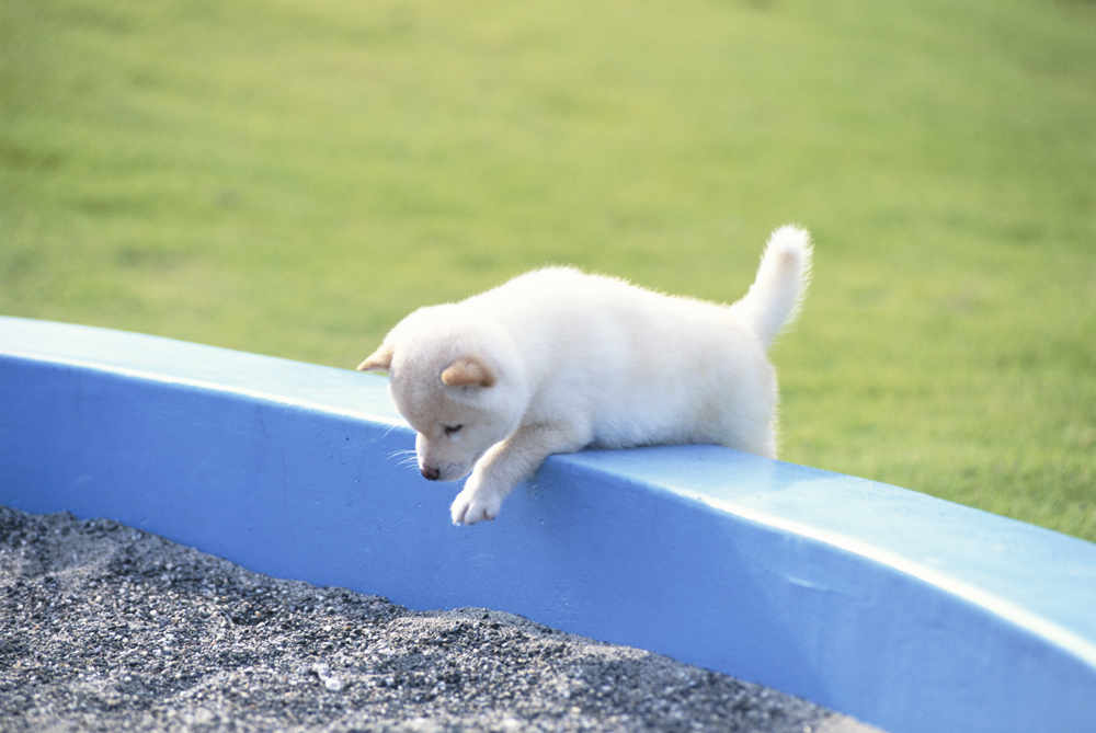 A tiny puppy tries to dip his paw in a backyard sandbox