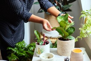 How to Pick the Perfect Houseplant for All Skill Levels – From Beginner ...