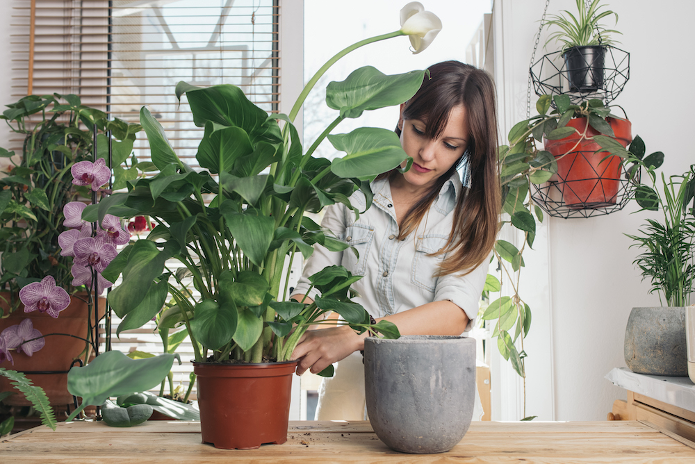 woman caring for peace lily in plant-filled room