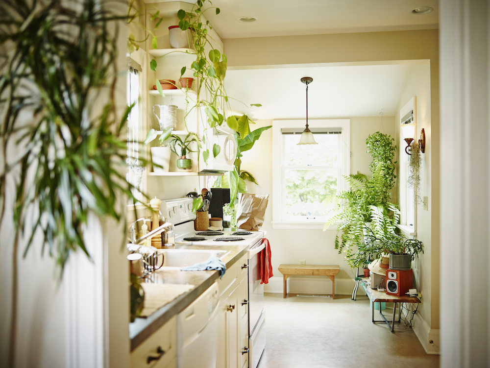 white kitchen with green plants