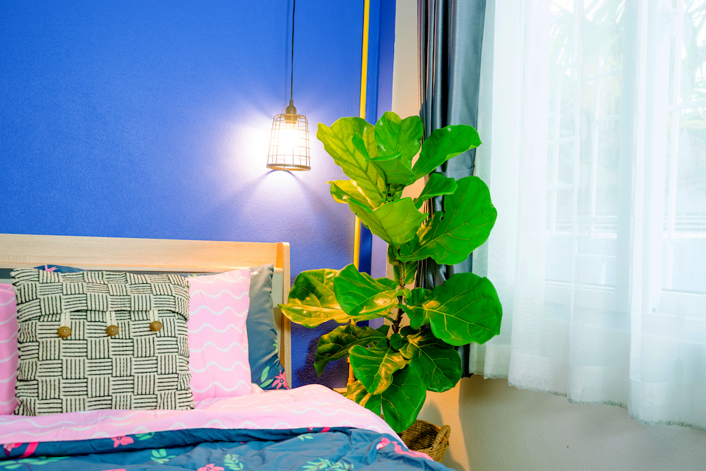 fiddle leaf fig tree in bright blue bedroom