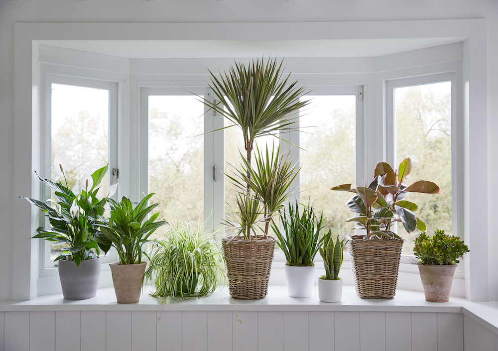 row of green plants in front of window