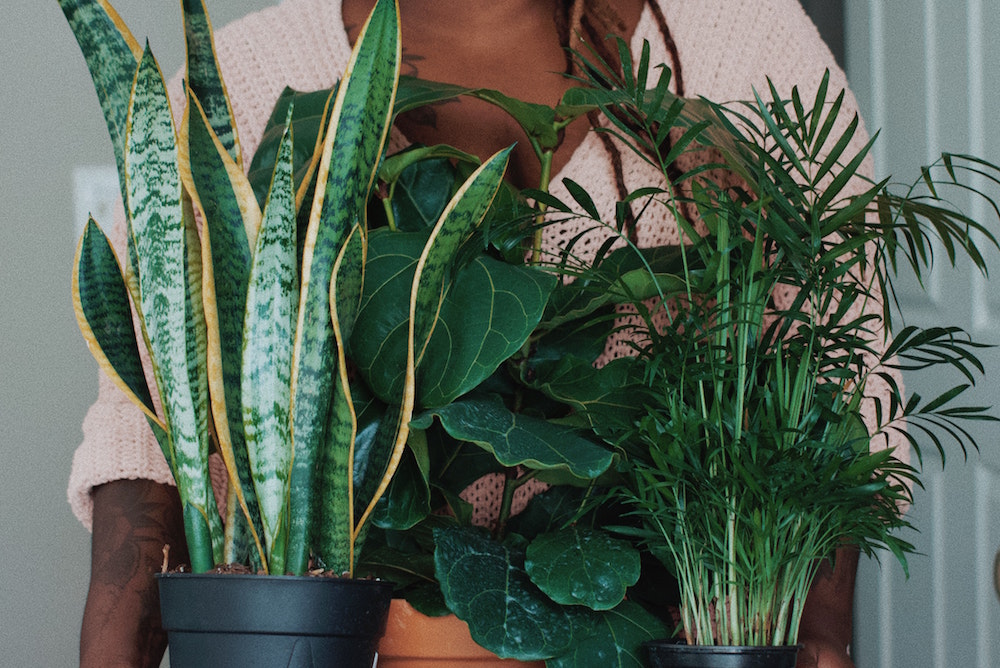 [woman in pink sweater holding three potted plants in arms
