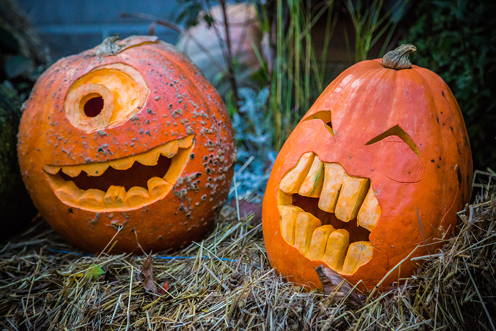 Two pumpkin carving in grass