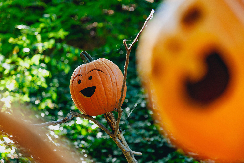 Pumpkin head on tree banch