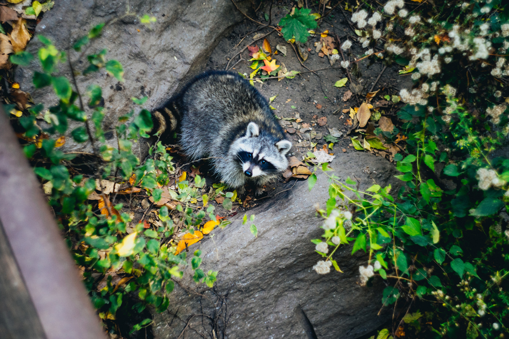 Raccoon outdoors