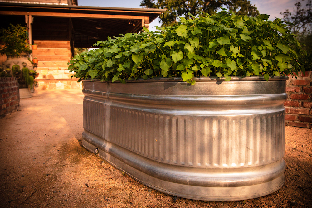 aluminum garden bed with green plants on dirt