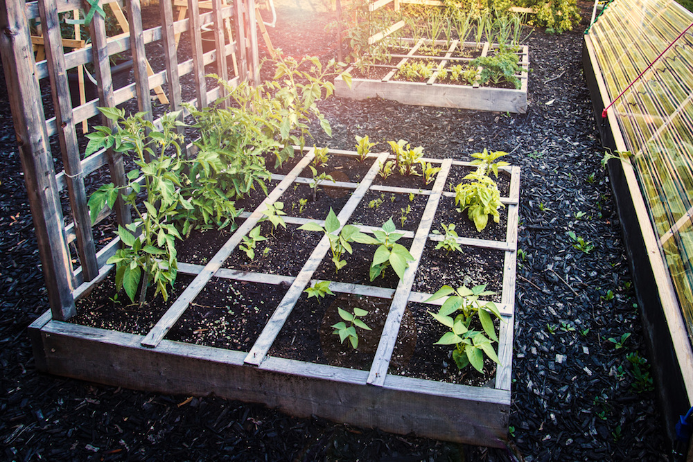raised garden bed with grid design and lattice back