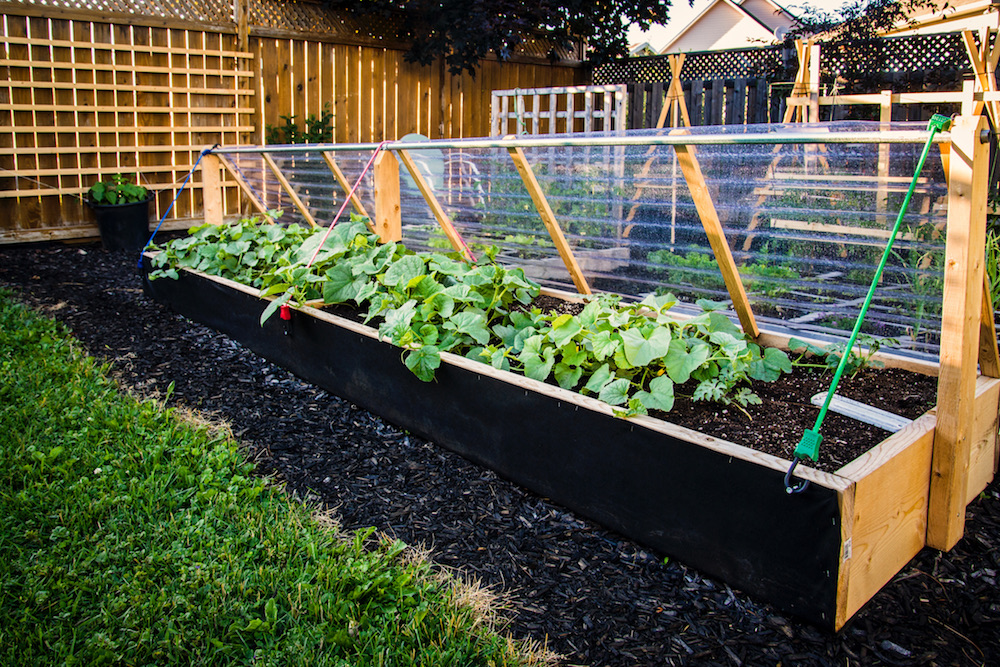 backyard garden set up with raised beds, lattice and mini greenhouses