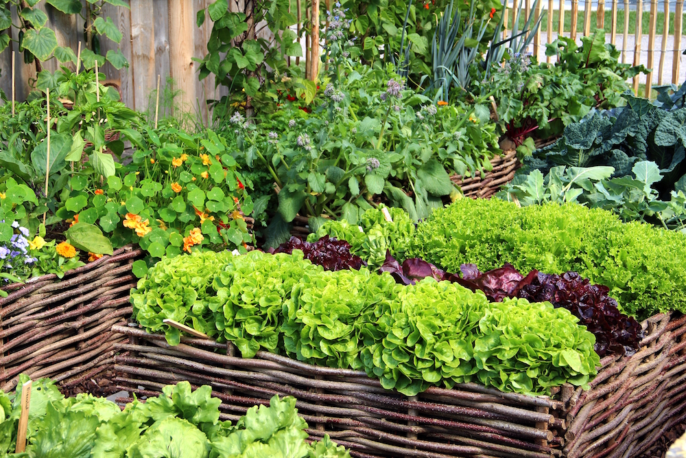 herbs and vegetables in woven raised garden beds