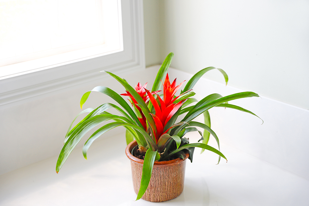 Bromeliad plant with bright red flowers on a white ledge near a window.