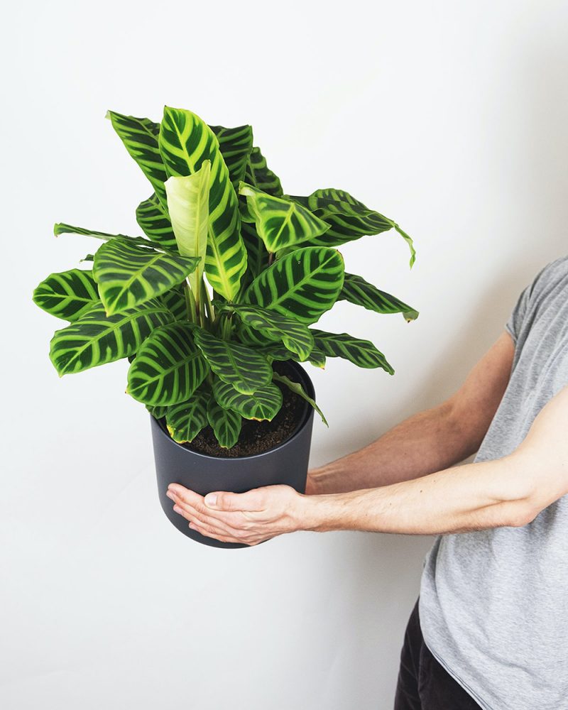 A person’s hands holding a black plant pot with a calathea inside.