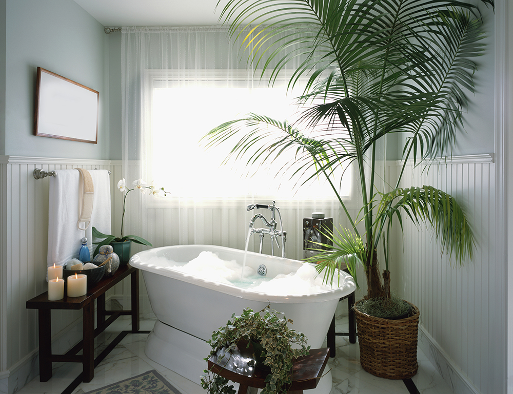 Baño luminoso con tina de baño blanca, planta de palmera grande y planta de hiedra inglesa.