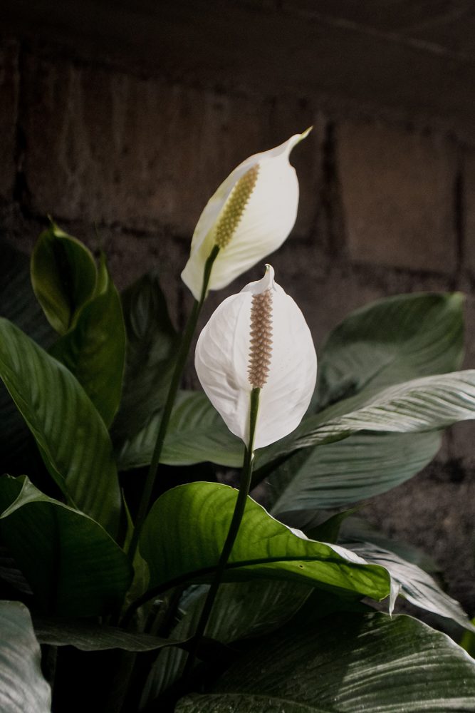 Closeup of peace lily, with dark green leaves and elegant white flowers.